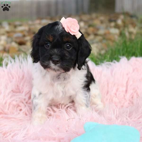 Tinkerbell, Cockapoo Puppy